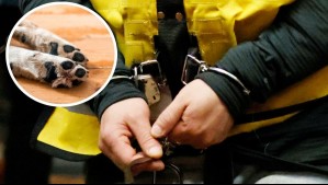 Brutal caso de maltrato animal en Quilpué: Rescatan a 9 perros en estado de desnutrición y detienen a dueño de los canes