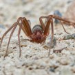 Las arañas de rincón aparecen de forma habitual en los hogares durante el verano, por lo que resulta muy importante que logres identificarla para evitar riesgos de mordedura.