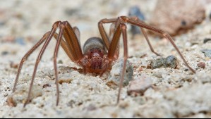 ¿Cómo reconocer una araña de rincón?