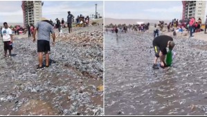 Extraña varazón masiva de peces en playa Chinchorro de Arica: ¿Cuáles son las razones del fenómeno?