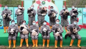 Pandas celebran el Año Nuevo Chino: 25 cachorros fueron presentados