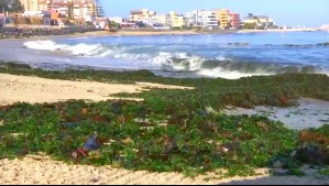 Turismo en alerta por invasión de algas en Algarrobo: El origen detrás de este fenómeno