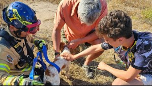 ¡Trabajaron por tres horas!: Bomberos rescataron a perrita que cayó a una calicata de 30 metros en Coquimbo