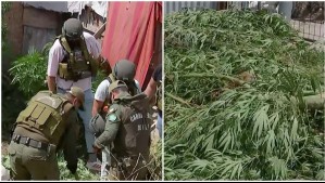 Encuentran plantaciones de marihuana en operativo de demolición en toma de Talagante