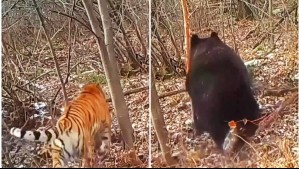 Video muestra a tigre siberiano persiguiendo a gran oso pardo en China