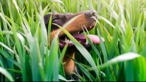 Las 5 plantas que pueden ser peligrosas para tus mascotas