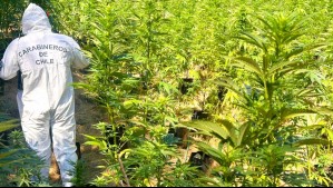 Carabineros incauta más de 3.000 plantas de marihuana desde canchas de cultivo ilegal ubicadas en La Ligua