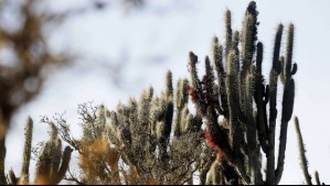 Temperaturas extremas de hasta 40°C: Cierran parques y reservas nacionales por ola de calor extremo este fin de semana