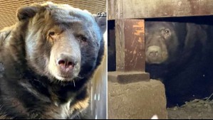 Familia evacuó su casa por los incendios en California y al regresar encontró a un oso escondido en el sótano