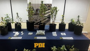 PDI incautó $94 millones en droga: Pareja utilizaba terrenos fiscales para plantaciones de cannabis en Rapa Nui