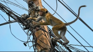 Mono entró a una central eléctrica y provocó un apagón general en todo un país asiático