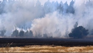 Por incendio forestal: Senapred llama a evacuar sectores de Lumaco y Angol en La Araucanía