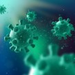 Un grupo de científicos australianos descubrió un virus pandémico presente en musarañas en Alabama, Estado Unidos, el que si llega a expandirse en seres humanos tendría una alta letalidad.