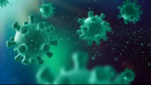 Sería de alta mortalidad: Científicos descubren posible virus pandémico en musarañas en EEUU