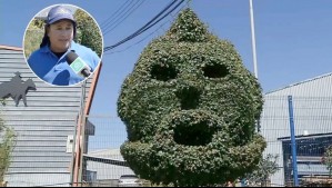 'Tenemos la esperanza de que él venga': Jardineros hacen arbusto de Arturo Vidal en Talcahuano e invitan al 'King' a visitarlo