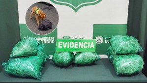 Decomisan inédito cargamento de hojas de coca en equipaje de pasajero de bus fiscalizado en Puerto Montt