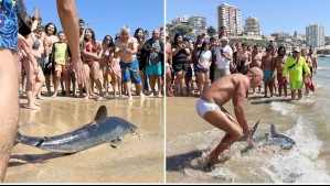 Captan a tiburón varado en playa Caleta Abarca de Viña del Mar: Bañista lo regresó al agua