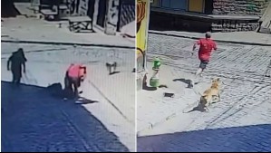 Perros callejeros espantaron y persiguieron a ladrón que robó a turista japonés que llegó en crucero a Valparaíso