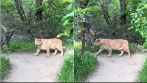 Turista brasilera se topa de frente con un puma en Torres del Paine: Video muestra el momento