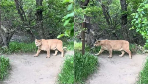 Turista brasilera se topa de frente con un puma en Torres del Paine: Video muestra el momento