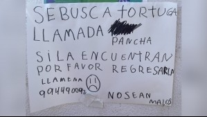 Familia busca desesperadamente a tortuga que se perdió durante vacaciones en El Quisco: 'No podemos irnos sin la Pancha'