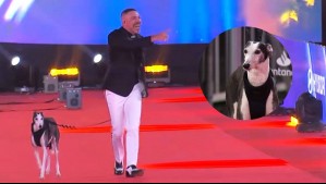 'Galgos libres': Neme inaugura la alfombra roja de la Gala de Viña con su perro Ramoncito y un mensaje contra el maltrato animal