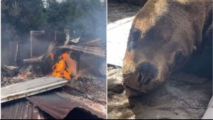 Muere lobo marino recién rescatado tras incendio en centro de rehabilitación de Chiloé: Le habían disparado