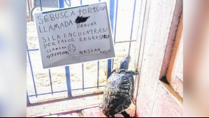 ¡Gracias a una publicación de Meganoticias!: Pancha, la tortuga extraviada en El Quisco, ya está junto a su familia