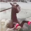 La policía de Nueva York, Estados Unidos, tuvo que rescatar a un caballo de 500 kilos que cayó a un lago de hielo. Tras largos minutos lograron sacar al animal con vida.