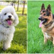 Conoce cuáles son las 15 razas de perros más comunes de Chile. El mestizo, el poodle y el pastor alemán se encuentran en el ranking elaborado con datos del Registro Nacional de Mascotas.