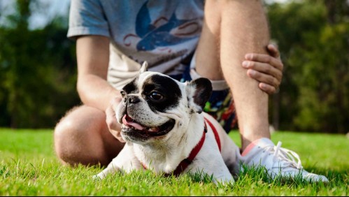 ¿Por qué los perros comen caca?: Esto dicen los expertos sobre la coprofagia