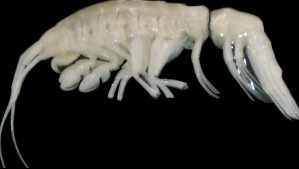 Nuevo depredador fue encontrado en el mar chileno: ¿A qué especie corresponde y cuáles son sus características?