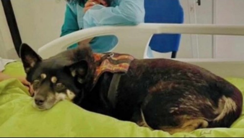 'Me devolvió el ánimo': Paciente recibe especial e inédita visita de su mascota en hospital de Valparaíso