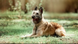 La raza de perro que fue clave durante la II Guerra Mundial y que ahora podría extinguirse