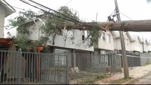 Video muestra la caída de gigantesco árbol sobre una casa en Temuco: 'Con un solo lazo estaban tratando de tirarlo'