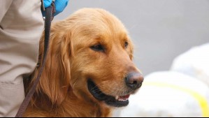 Transportaba más de 3 mil dosis de droga en su mochila: Hombre es detenido tras ser detectado por perro policial en el Biobío