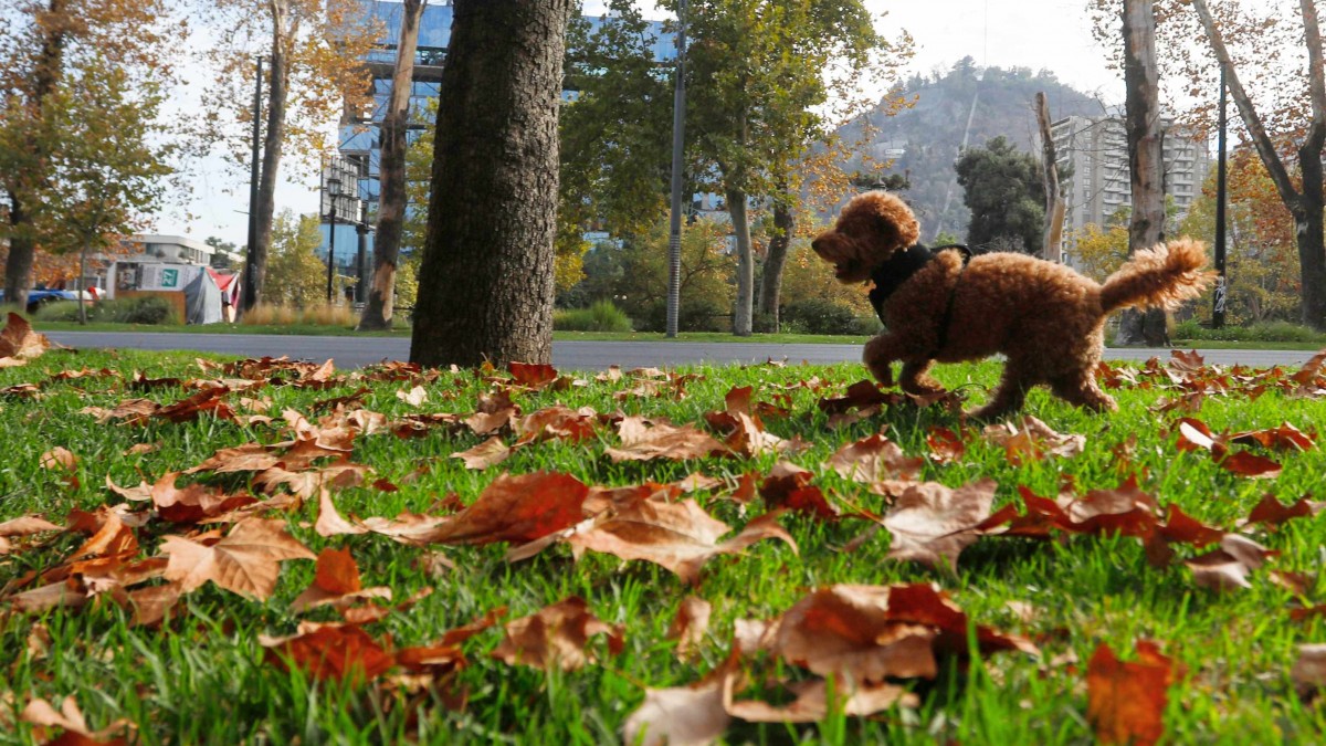 El otoño comienza con agradables temperaturas: El pronóstico del tiempo para este jueves 20 de marzo