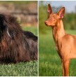 Revisa cuáles son en la actualidad las cinco razas de perros más caras del mundo. Estos canes pueden alcanzar cifras estratosféricas y no se encuentran en cualquier lugar.