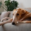 Los galgos son una de las razas de perro más llamativas del mundo. Solían estar asociados a las carreras y hoy muchos son adoptados por familias. A continuación te contamos 9 datos que no sabías de esta raza.