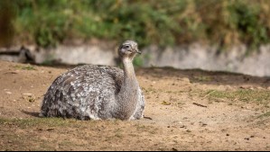 Programa de recuperación: Trasladan a 15 ñandúes de Argentina a Chile para aumentar su población