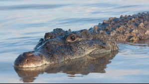 Niño de 7 años perdió su brazo tras feroz ataque de cocodrilo en viaje de pesca en Sudáfrica