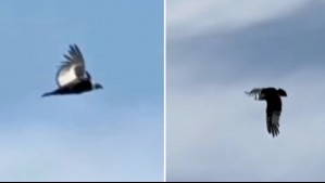 Captan a cóndor volando sobre los cielos de la Región Metropolitana