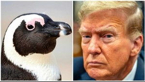 Habitado por pingüinos y focas: Trump impone aranceles a archipiélago sin presencia humana