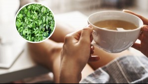 La hierba que tendría más beneficios que el té verde: 'Pocos la conocen':