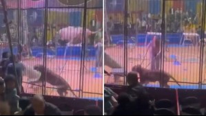 Tuvieron que amputarle el brazo: Video muestra ataque de tigre a su entrenador en medio de función de circo en Egipto