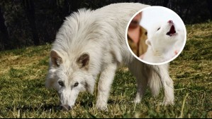 'Desextinción': Científicos traen de vuelta al 'lobo terrible', extinto hace más de 10 mil años