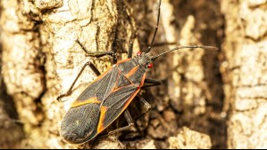 Vuelve el chinche del arce a las casas: ¿Qué debes hacer ante la presencia de este insecto?