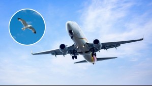 Tras episodios de aves en el Aeropuerto de Santiago: Esta es la particular estrategia que implementarán