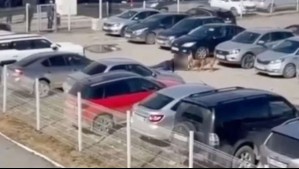 Jauría de perros atacó a un hombre en un estacionamiento en Rusia: Testigo del violento episodio murió de un ataque al corazón