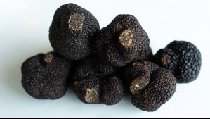 El 'oro negro' que se cultiva en Chile: Estos son sus beneficios y cómo se encuentra